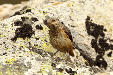 Femaleo of Rufous-tailed rock thrush with the first light of day in their breeding territory