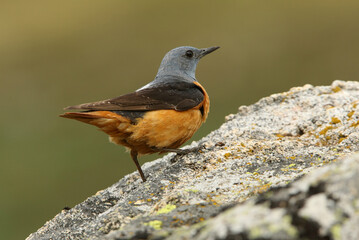 Male of Rufous-tailed rock thrush with the first light of day on a rock in their breeding territory, Monticola saxatilis