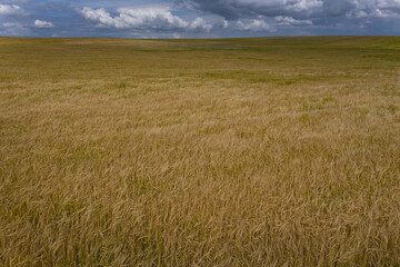 Ripe cereal in the fields in the middle of summer on a sunny day. aerial photography. Eastern Europe