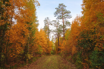 Road in the autumn forest. The brooding charm of autumn. Colorful autumn landscape. The concept of wilting.