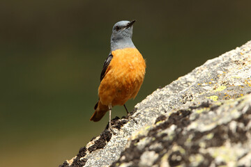 Male of Rufous-tailed rock thrush on a rock in your breeding ground at first light of day, Monticola saxatilis
