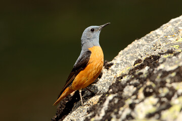 Male of Rufous-tailed rock thrush with the first light of day on a rock in their breeding territory, Monticola saxatilis