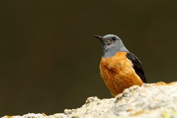 Male of Rufous-tailed rock thrush with the first light of day on a rock in their breeding territory, Monticola saxatilis