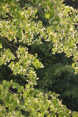 the branch of linden tree with blossom. Summer background concept