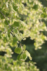 the branch of linden tree with blossom. Summer background concept