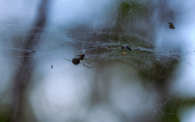Spider web thread cobwed, catching food