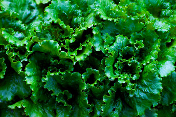 Fresh green lettuce in the garden background.