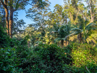 Fototapeta na wymiar Rainforest Scene with Trees, Palm trees and Vines