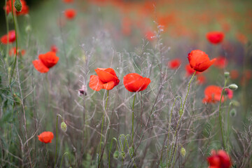 Beautiful blooming red poppy field blurred background. Landscape with wildflowers.