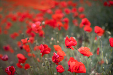 Obraz premium Beautiful blooming red poppy field blurred background. Landscape with wildflowers.