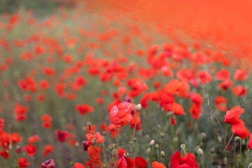 Beautiful blooming red poppy field blurred background. Landscape with wildflowers. Transparent...