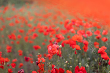 Fototapeta premium Beautiful blooming red poppy field blurred background. Landscape with wildflowers. Transparent organza fabric on wildflowers