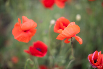 Beautiful blooming red poppy field blurred background. Landscape with wildflowers.