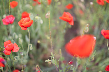 Beautiful blooming red poppy field blurred background. Landscape with wildflowers.