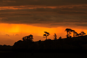 Trees on a hillside silhouetted against bright orange sunset clouds