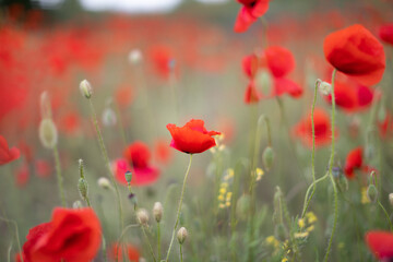Beautiful blooming red poppy field blurred background. Landscape with wildflowers.