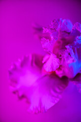 Vivid neon colored iris flower bud on multi colored background.
