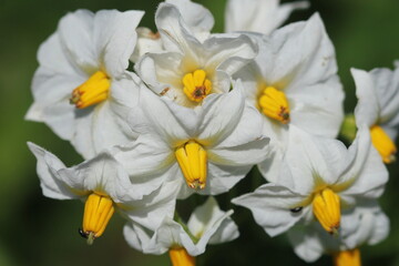 Blossom of potatoe flowers in the field