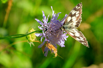 Un papillon butine une fleur