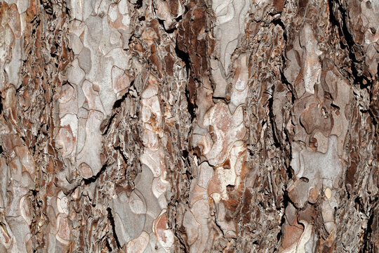 Baumstamm, Holztextur, Hintergrundbild, braune Baumrinde