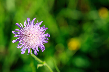 Une fleur sauvage au soleil