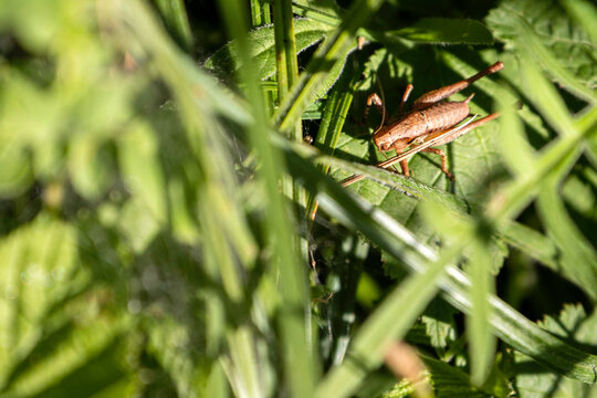 Gros plan sur l'herbe