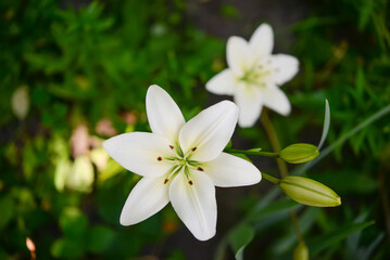 white lilies in the garden