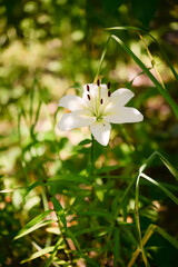 white lilies in the garden