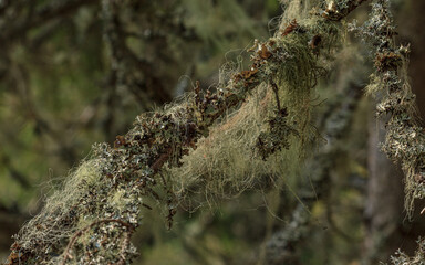 Fluffy plant hair cover tree
