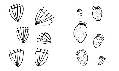Collection of hand drawn flowers heads. Doodle illustration. Simple floral elements isolated on white background