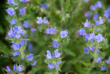 Fototapeta premium Echium plantagineum, commonly known as Purp