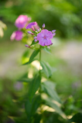 Phlox flower in the garden