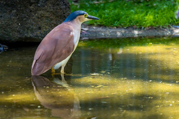 Water bird standing in water in New South Wales Australia during a sunny and hot day in summer.