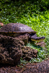 Fototapeta premium A long necked turtle at a pond in the wilderness of Australia at a sunny and hot day in summer.