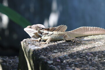 lizard on a rock