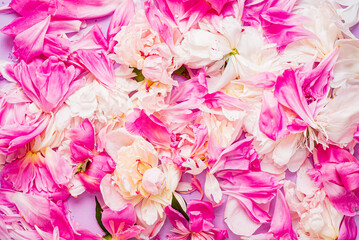 peony petals on the color background