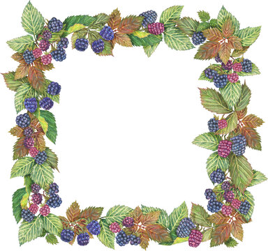 Hand-drawn square frame of blackberry and leaf. Graphic border drawn with colored pencils. Botanical composition for the design of invitations, logos, cards, printed materials and more.