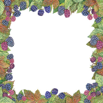Hand-drawn square frame of blackberry and leaf. Graphic border drawn with colored pencils. Botanical composition for the design of invitations, logos, cards, printed materials and more.