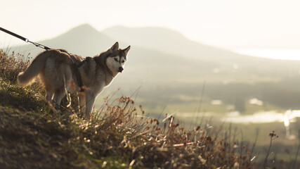 siberian husky dog standing in a harness hiking on a mountain