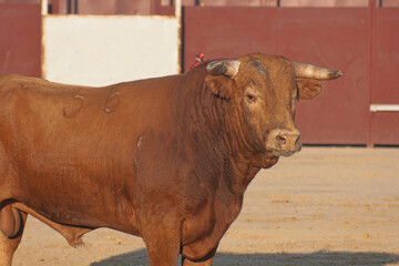 A brave bull looks at us defiantly in the middle of the Extremadura pasture.