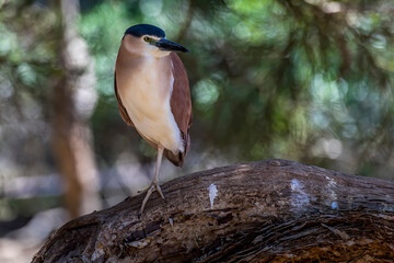 Water bird sitting in a tree in New South Wales Australia during a sunny and hot day in summer.