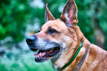 portrait of a beautiful dog. general plan. color