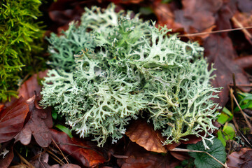 Fresh thallus species of lichen Oakmoss (Evernia prunastri) close up on a background of leaves with...