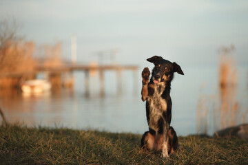 tricolor border collie dog sitting and lifting a paw doing a trick with her tongue out at sunset on...