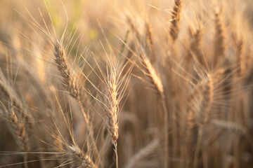 Ears of Golden wheat are closed. Rural scene in the sunlight. Summer background of ripening ears of agricultural landscape. Natural product of the wheat field.