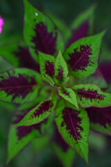 Beautiful green tree leaves