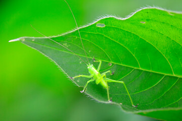 The nymph of the insect is on the lotus leaf