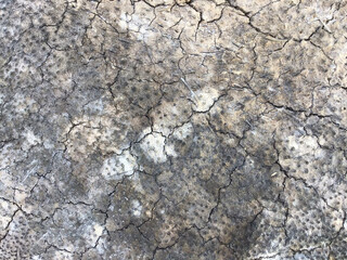 Wooden Background/Texture of coconut tree