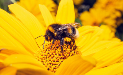 Bumblebee on yellow flower eating nectar. Bombus lucorum on sunflower in summer. - Powered by Adobe