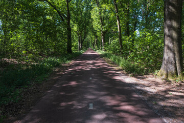 A shady forest path just behind the German-Dutch border in the Netherlands